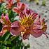 Flirt Alstroemeria Flirt ( x100)