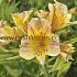 Jupiter Alstroemeria Jupiter ( x100)