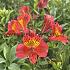 Mars Alstroemeria Mars ( x100)