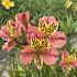 Cahors Alstroemeria Cahors ( x100)