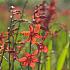 Crocosmiiflora Babylon Crocosmia Babylon 8/+ (x 250)