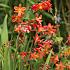 Crocosmiiflora Carmin Brilliant Crocosmia Carmin Brilliant 7/+ (x 250)