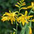 Crocosmiiflora John Boots Crocosmia John Boots 7/+ (x 250)
