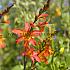 Crocosmiiflora Masoniorum Crocosmia Masoniorum 10/+ (x 250)