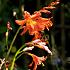 Crocosmiiflora Prince Of Orange Crocosmia Prince Of Orange 6/+ (x 250)