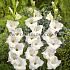 Large Flowered Alexander The Great Gladiolus Alexander The Great 14/+ (x 250)