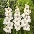 Large Flowered Amsterdam Gladiolus Amsterdam 14/+ (x 250)