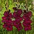 Large Flowered Arabian Night Gladiolus Arabian Night 14/+ (x 250)
