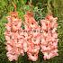 Large Flowered Ben Venuto Gladiolus Ben Venuto 14/+ (x 250)