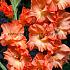 Large Flowered Frizzle Gladiolus Frizzle 14/+ (x 250)