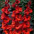 Large Flowered Oscar Gladiolus Oscar 14/+ (x 250)