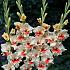 Small Flowered Candy Bar Gladiolus Candy Bar 12/14 (x 250)