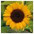 Sunrich Orange Helianthus Sunrich Orange 5/6 (x 10000)