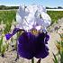 Germanica Arctic Fancy Iris Arctic Fancy I (x 100)