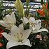 La Osorno Lilium Osorno 18/20 (x 150)