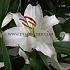 Or Siberia Lilium Siberia 16/18 (x 200)