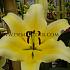 Lilium Conca d'Or 18/20 (x 150)