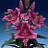 Ot Dalian Lilium Dalian 18/20 (x 150)