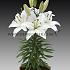Pot-As Sparkling Joy Lilium Sparkling Joy 12/14 (x )