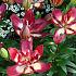 As Double Sensation Lilium Double Sensation 16/18 (x 200)