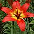 As Forever Linda Lilium Forever Linda 16/18 (x 200)