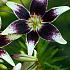 As Netty's Pride Lilium Netty's Pride 16/18 (x 200)