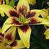 As Pieton Lilium Pieton 16/18 (x 200)
