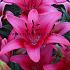 As Pink County Lilium Pink County 16/18 (x 200)