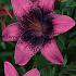 As Purple Dream Lilium Purple Dream 16/18 (x 200)