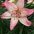 As Rosella's Dream Lilium Rosella's Dream 16/18 (x 200)