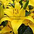As Yellow County Lilium Yellow County 16/18 (x 200)