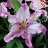 Or Brasilia Lilium Brasilia 16/18 (x 200)