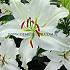 Or Puresse Lilium Puresse 16/18 (x 200)