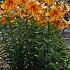 Ot Orange Space Lilium Orange Space 16/18 (x 200)