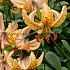 Martagon Guinea Gold Lilium Guinea Gold 16/18 (x 200)