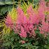 Japonica Rheinland Astilbe Rheinland 2/3 (x 25)