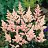 Japonica Peach Blossom Astilbe Peach Blossom 2/3 (x 25)