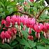 Spectablis Dicentra Spectablis 4/+ (x 250)