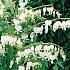 Spectablis Alba Dicentra Spectablis Alba 4/+ (x 250)
