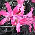 Bowdenii Roze Nerine Pink 14/+ (x 250)