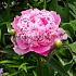 Monsieur Jules Elie Paeonia Monsieur Jules Elie 3/5 (x 10)