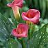 Pink Persuation Zantedeschia Pink Persuation 14/+ (x 50)