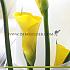 Pot of Gold Zantedeschia Pot of Gold 14/+ (x 50)