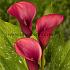 Red Alert Zantedeschia Red Alert 14/16 (x 50)