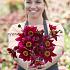 Single Flowered Schippers Choice Dahlia Schippers Choice (x 35)