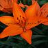 As Orange Ton Lilium Orange Ton (x 200)