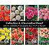 Coll. 04 Dahlia Decorative 50 cm 56 packages