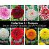 Coll. 05 Dahlia Pompon 100 cm 56 packages