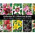 Coll. 10 Lelies Asian 16/18 70 packages