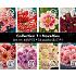 Coll. 07 Dahlia New 56 packages